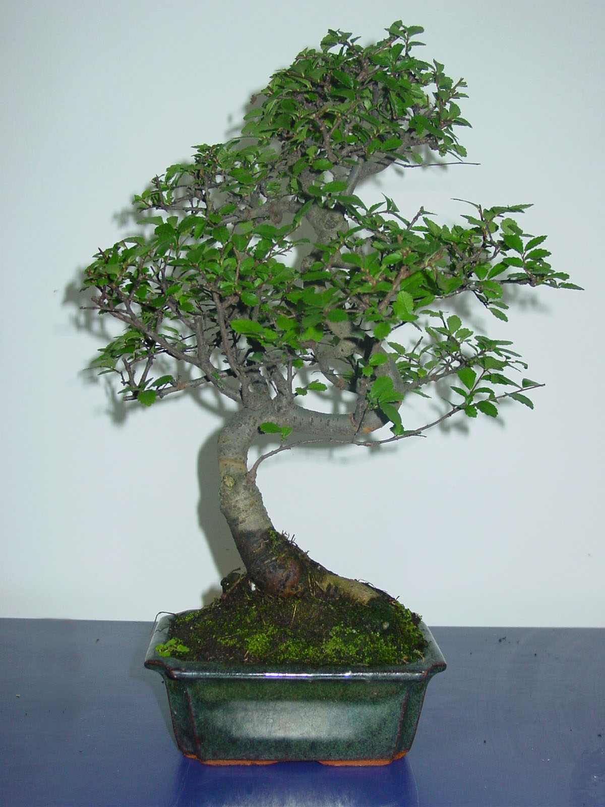 Galeria Bonsai