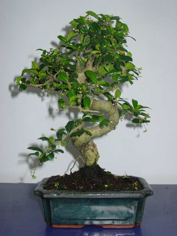 Galeria Bonsai